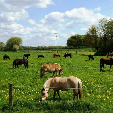 Bild: Stall in  Havixbeck