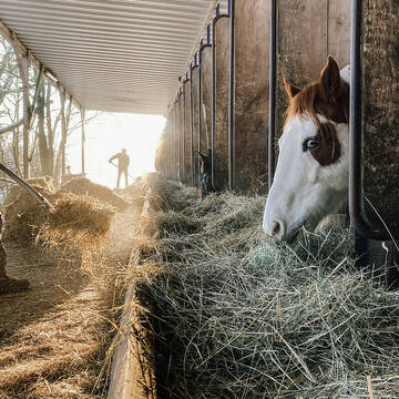 Bild: Stall in  Aurach