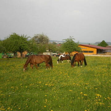 Bild: Stall in  Filderstadt