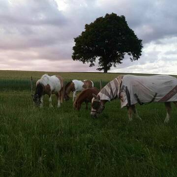 Bild: Stall in  Dierdorf