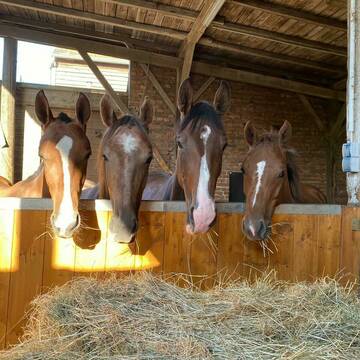Bild: Stall in  Gemarkung Vohwinkel