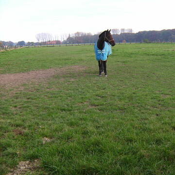 Weide von ca. 5 Pferden