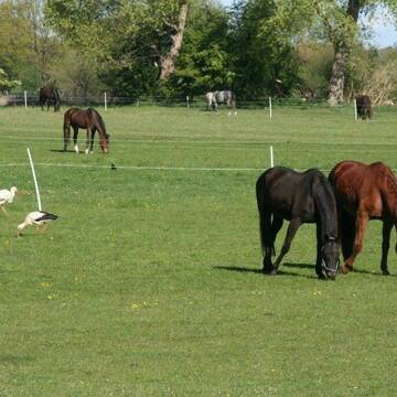 Bild: Stall in  Bremen