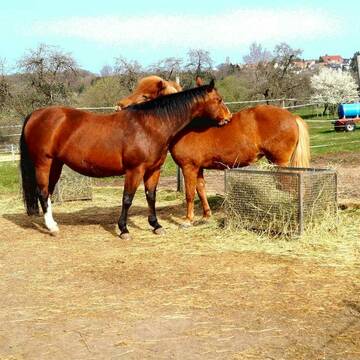 Bild: Stall in  Bexbach