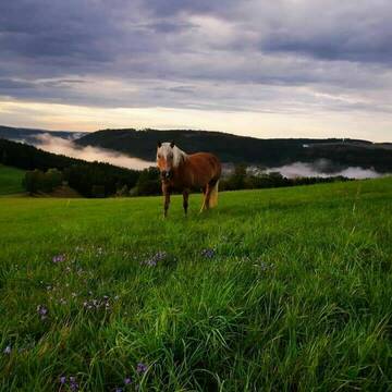 Bild: Stall in  Wurzbach