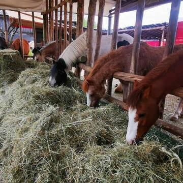 Bild: Stall in  Wurzbach