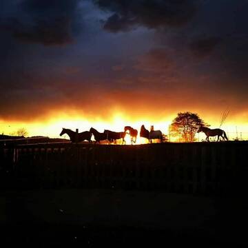 Bild: Stall in  Wurzbach