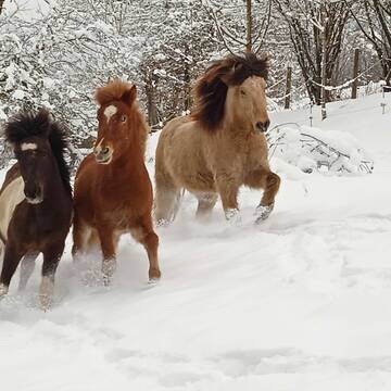 Altersgemischte Herden