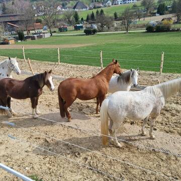 Bild: Stall in  Sinsheim