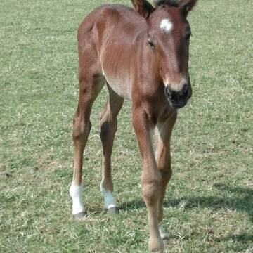 Bild: Stall in  Kaarst
