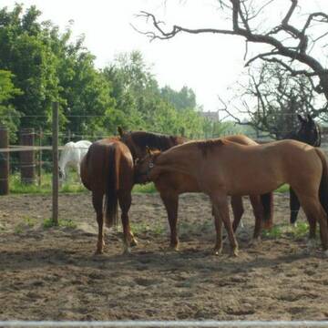 Bild: Stall in  Ingelheim am Rhein