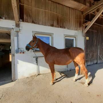 Bild: Stall in  Sulzbach-Laufen