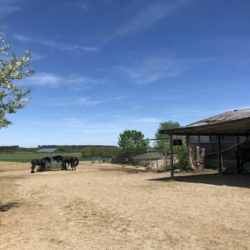 Bild: Stall in  Alling