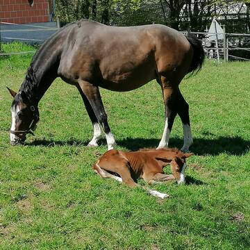 Fohlen bei Fuß
