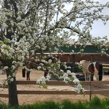 Bild: Stall in  Klein Vahlberg
