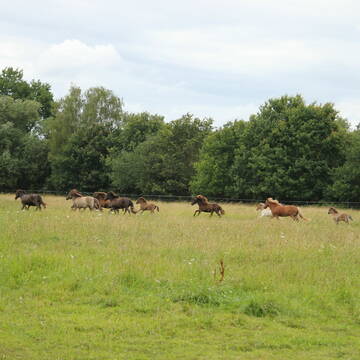 Bild: Stall in  Haßloch