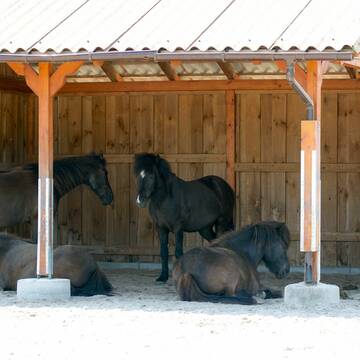 Bild: Stall in  Haßloch