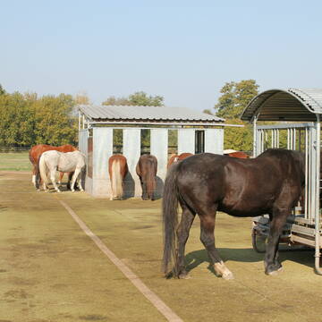 Bild: Stall in  Haßloch