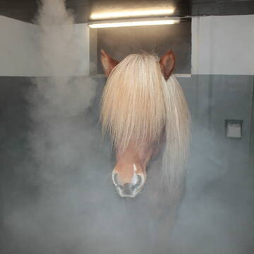 Bild: Stall in  Haßloch