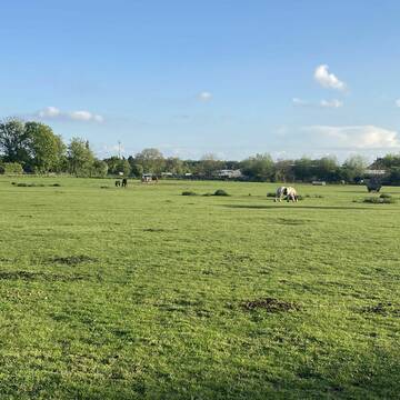 Bild: Weide in  Hamern