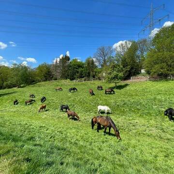 Bild: Stall in  Hattingen