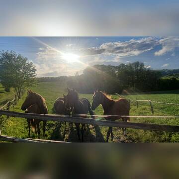 Bild: Stall in  Käshofen