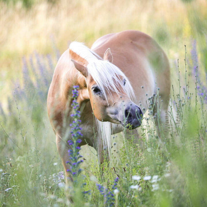 MOBILE PFERDEWAAGE (Anzeige)