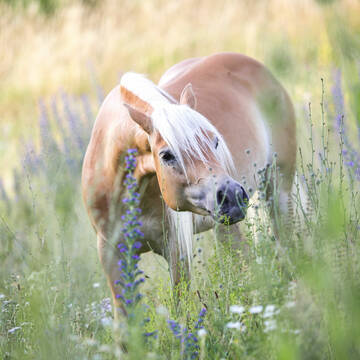 Bild: Werbeanzeige in  Häslach