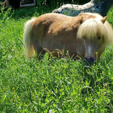 Bild: Stall in  Heißen