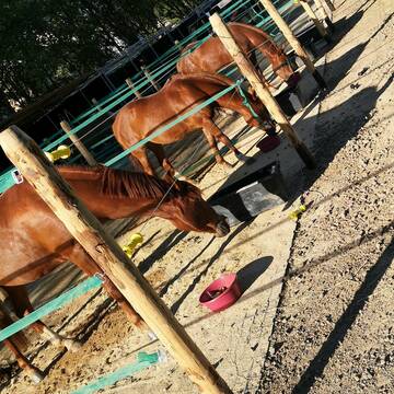 Bild: Stall in  Brück