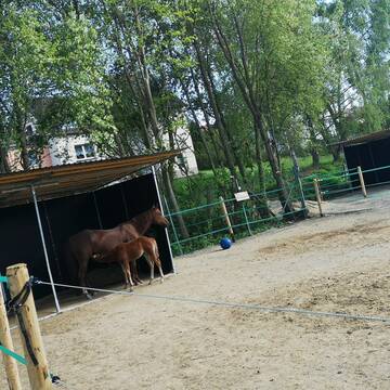 Bild: Stall in  Brück