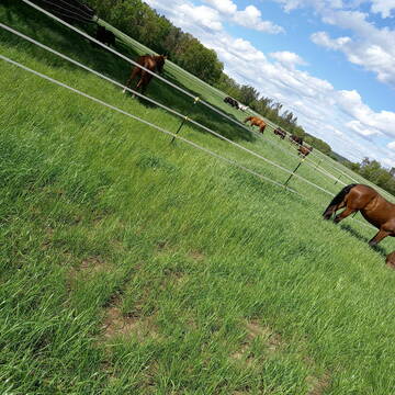 Große Koppeln mit Tränker