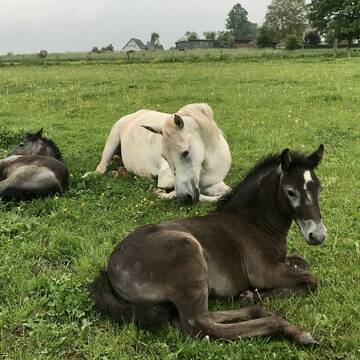 Bild: Stall in  Waldorf