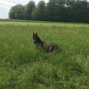 Bild: Stall in  Waldorf