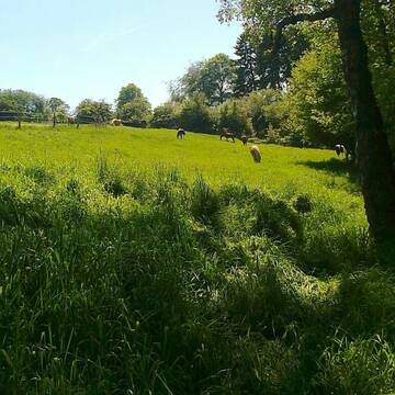 Bild: Stall in  Ennepetal