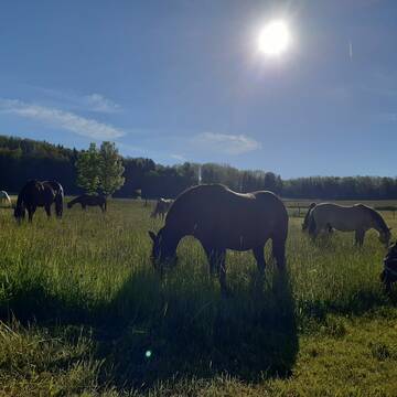 Bild: Stall in  Grafenau