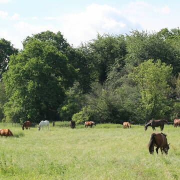 Bild: Stall in  Roggendorf/Thenhoven