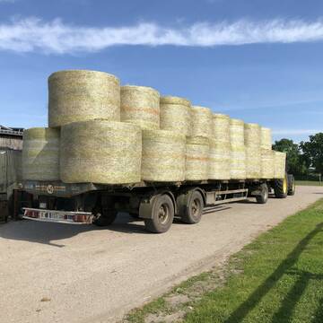 Bild: Stall in  Tensbüttel