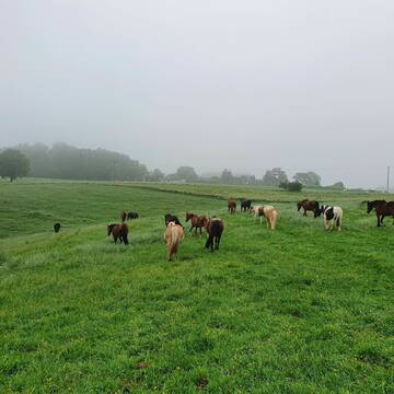 Bild: Stall in  Kescheid