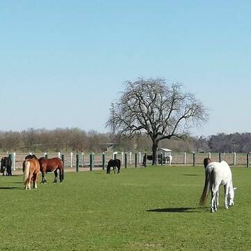 Bild: Stall in  Reilingen