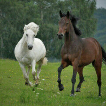 Bild: Stall in  Hennef (Sieg)