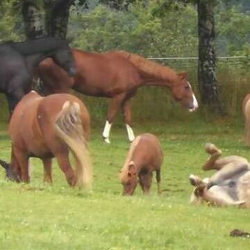 Bild: Stall in  Hennef (Sieg)
