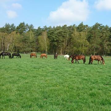 Bild: Stall in  Soltau