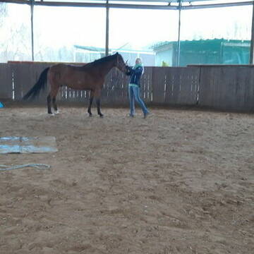 Bild: Stall in  Willich