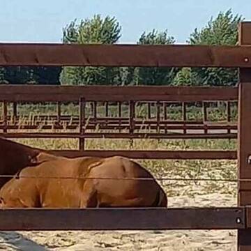 Bild: Stall in  Willich