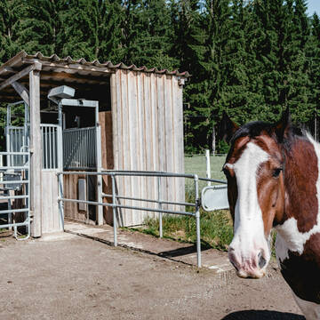 Bild: Stall in  Holzgünz