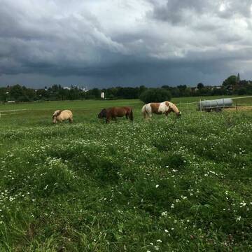 Bild: Stall in  Hungen