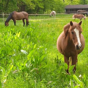 Bild: Stall in  Weidenberg