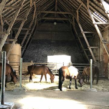 Bild: Stall in  Niedere Börde