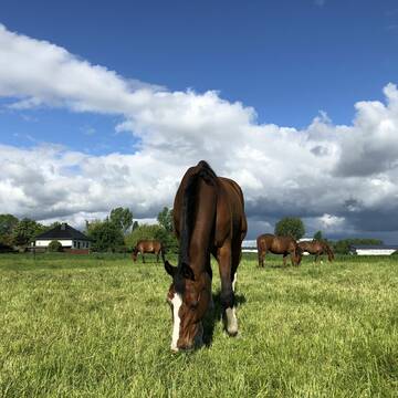 Bild: Stall in  Niedere Börde